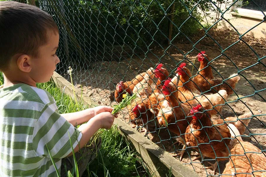 Hühner auf dem Bauernhof